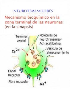neurotrasmisores 235x300